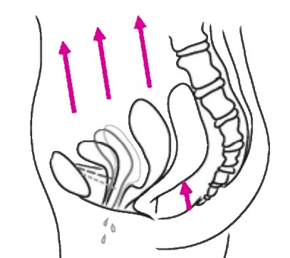 Pelvic floor - training - shape your belly - incontinence reduction
